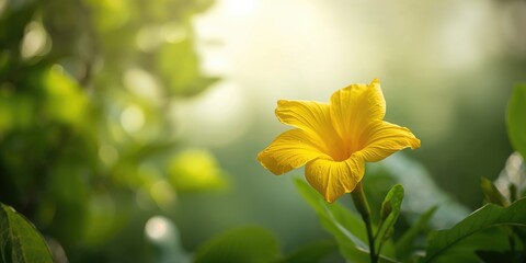 Bright yellow flower with petals radiating energy, suitable for editorial header backgrounds, Earth Day