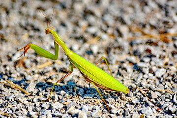 Praying mantis on gravel walkway in Ontario, Canada
