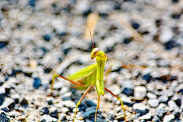 Praying mantis on gravel walkway in Ontario, Canada