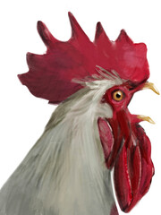 Rooster isolated on white background