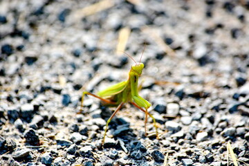 Praying mantis on gravel walkway in Ontario, Canada