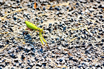 Praying mantis on gravel walkway in Ontario, Canada