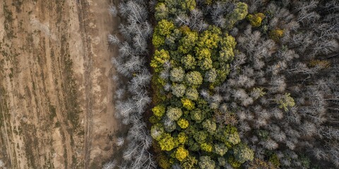 Aerial view of a forest with green and white leafless trees, seasonal change or erosion risk