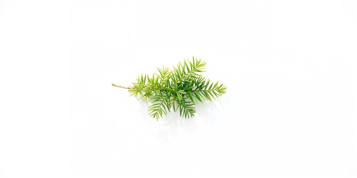 Medicinal plant fragment from white cedar foliage, relevant for herbal medicine preparation and natural healing