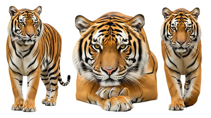 Three tigers isolated on transparent background
