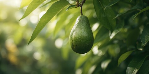 Hass avocado fruit suspended on a lush green tree, highlighting natural produce for healthy eating, World Food Day