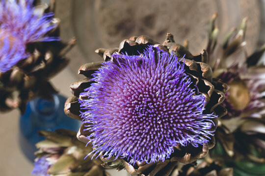 Closeup of purple artichoke flower in bloom