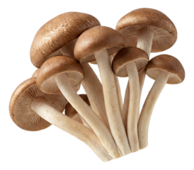 Cluster of small brown-cap mushrooms with slender stems.