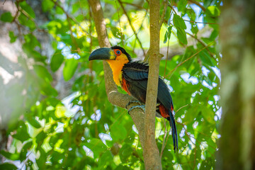 Channel-billed Toucan

