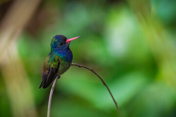 White-chinned Sapphire
