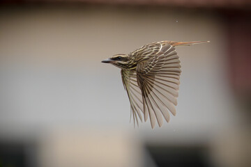 Streaked Flycatcher
