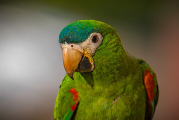 Red-shouldered Macaw
