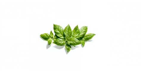 Obraz premium Green basil leaves on a white background, suitable for food preparation and herbal layout backgrounds