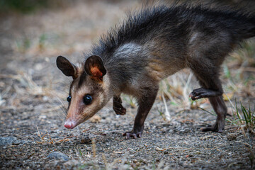Big-eared opossum
