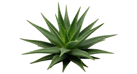Fototapeta premium Aloe vera plant in full bloom isolated on white background