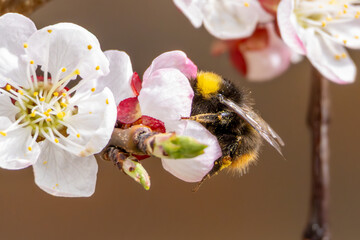 Nektarliebe an der Apfelbl&uuml;te