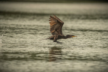 Neotropic Cormorant
