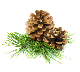 Close-up of pine branches with cones, isolated on a white background with shadow, perfect for New Year's natural decor.