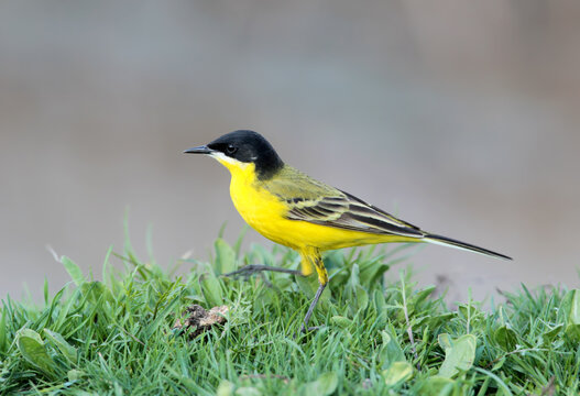 A close-up shot of a male Black-headed Wagtail (Motacilla feldegg) standing in thick green grass
