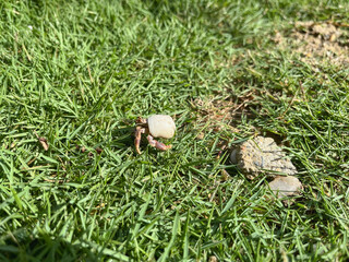 Macro View of a Wild Hermit Crab with White Shell in a Garden