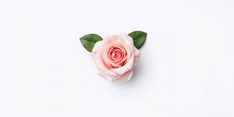 Obraz premium Single tea rose presented as a love gesture on a plain white surface, floral arrangement