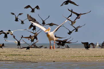 Obraz premium An adult great white pelican (Pelecanus onocrotalus) is photographed close-up in flight, accompanied by cormorants and against a blue sky.