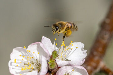 Nektarliebe an der Apfelbl&uuml;te