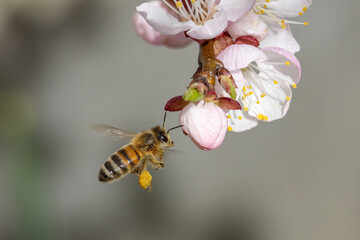 Nektarliebe an der Apfelbl&uuml;te