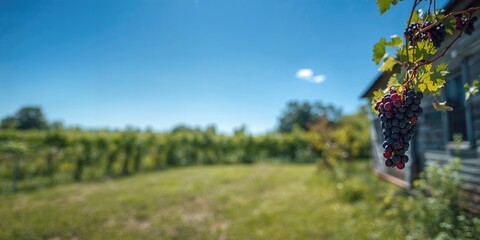 Obraz premium Vinifera grape on an abandoned vine in an old house under a sunny blue sky, neglect and natural growth