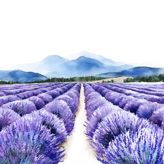 2D watercolor lavender field