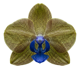 Mottled green and brown orchid with a striking blue lip.