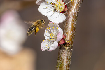 Nektarliebe an der Apfelbl&uuml;te