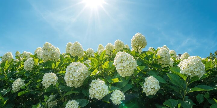 White hydrangea bushes with green leaves used as garden border plants, seasonal plant display