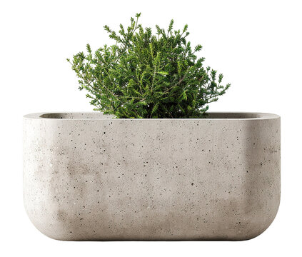 Concrete planter is shown with a shrub growing inside it. The planter is viewed from the side. The background is transparent, highlighting the plant