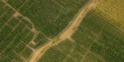 Fototapeta premium Farm overhead view showing vineyard and rice plantation with geometric map overlay, agricultural efficiency focus, World Agriculture Day