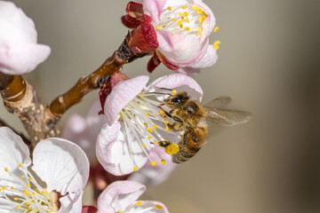 Nektarliebe an der Apfelbl&uuml;te