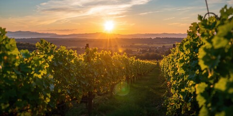 Fototapeta premium South Styria Vineyards scenery during spring sunset near the Slovenia Austria border, seasonal change
