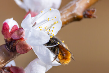 Nektarliebe an der Apfelbl&uuml;te
