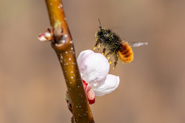 Nektarliebe an der Apfelbl&uuml;te