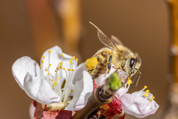 Nektarliebe an der Apfelbl&uuml;te