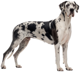 A majestic, full-bodied Great Dane dog with a distinctive spotted coat of black and white, standing in a confident, alert pose with its head slightly turned,, isolated on transparent background.