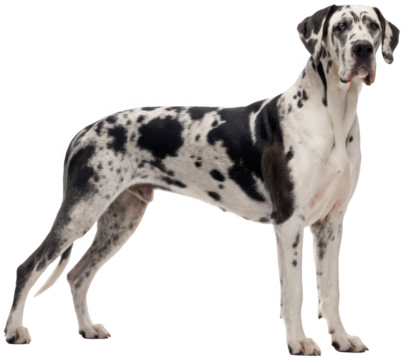 A majestic, full-bodied Great Dane dog with a distinctive spotted coat of black and white, standing in a confident, alert pose with its head slightly turned,, isolated on transparent background. - Powered by Adobe