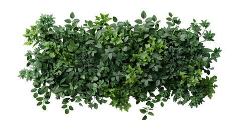 A dense patch of various leafy green plants shows a variety of shapes and sizes. This greenery has a transparent background that makes it easy to use in different projects