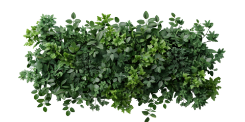 A dense patch of various leafy green plants shows a variety of shapes and sizes. This greenery has a transparent background that makes it easy to use in different projects