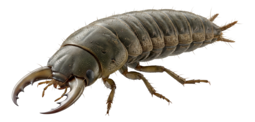 Segmented larval diving beetle with an elongated body and noticeable mandibles.