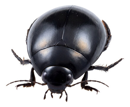 Streamlined adult diving beetle with a glossy black oval body.