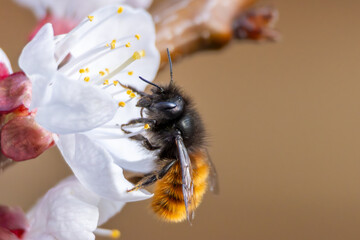 Nektarliebe an der Apfelbl&uuml;te