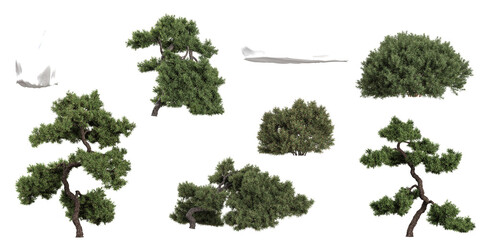 Collection of Juniperus tree on transparent background