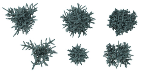 set of Picea tree on transparent background from the top view
