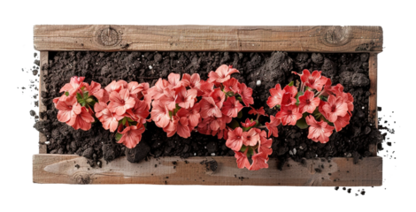 A long rectangular cedar raised garden bed filled with dark soil and blooming flowers. The background is transparent and allows for easy use in various settings